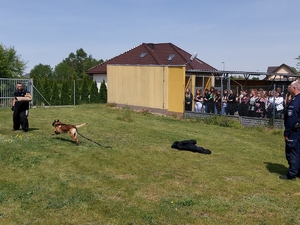 pies atakuje pozoranta w tle widzimy młodzież obserwującą tresurę psa.